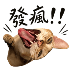 日常用語 口叩版