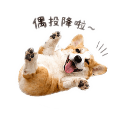 柯基-柚子貼圖