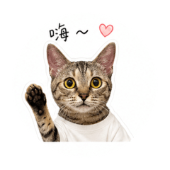 香菜貓咪日常