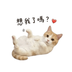 小Miso日常3.0
