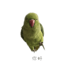 可愛小g
