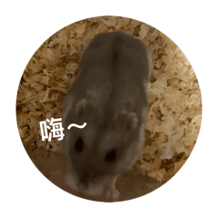 小小小鸚鵡