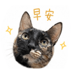 洋樂哆