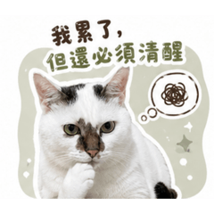 厭世貓咪～哈里1