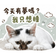 厭世的哈里