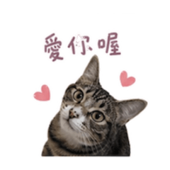 卡達喵喵
