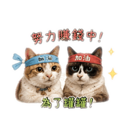 有夠哭貓日常 Rich&椪柑