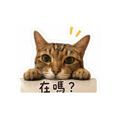毛毛寶貝2.0