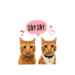 雙橘綜合日常話