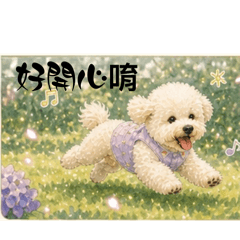 無敵可愛的比熊犬歐巴美好時光7