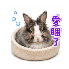 獅子兔Terry日常用語