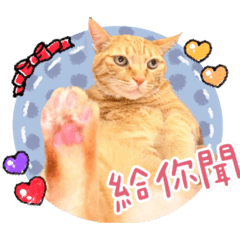 橘貓愛吃愛睡覺