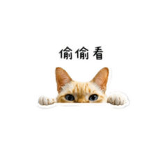 玥玥 1