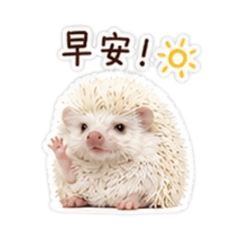 小饅頭刺蝟1