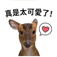 山羌吃花兒