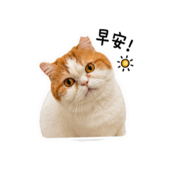 Toffee popo