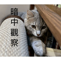 愛路貓-茄茄.露露