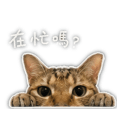 可愛巧虎島-巧虎