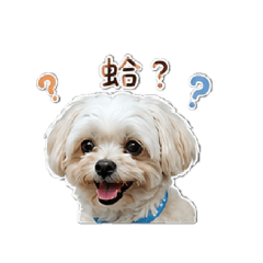 我家meimeiㄉ表情包2.0
