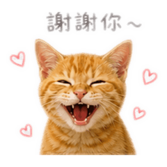 Ginger 小橘喵