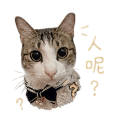 咪咪咪喲