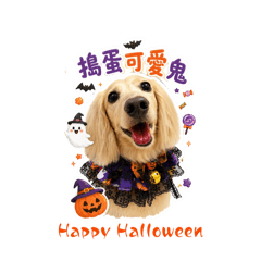 我是臘腸狗Coopa