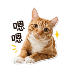 麻糬貓 日常用語篇