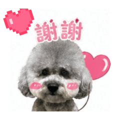 銀灰寶寶黑糖