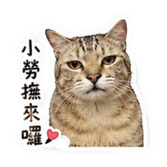 小勞撫