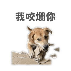 在這個家我才是老大