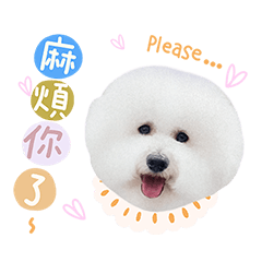 我是比熊咘咘2