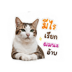 Cat_20260501174840