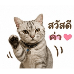 Chaosua the cat