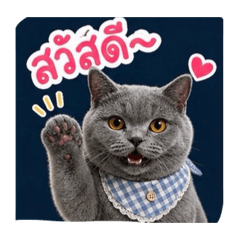 Leo the Cute Cat