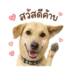 dookdiikk