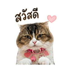 Nong zumer