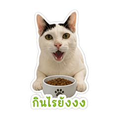 Platoo cat