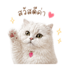 Iris so cute cat