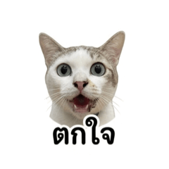 Tk_20260501181559