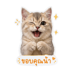 Cherry_20260501182106