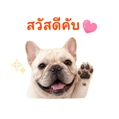 Reiner Frenchie Core 1