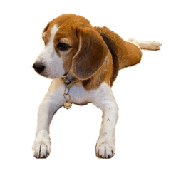 Shinchan Beagle 2