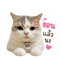 Makoto Meow