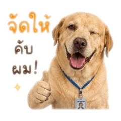 Dr.Labrador