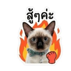 Siamese kitten <Pikul>