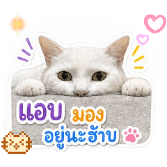 White Cat KANG