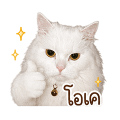 Lookchint shiro