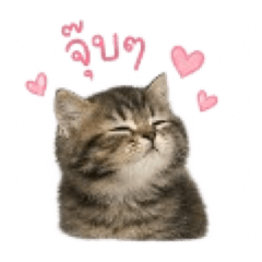 KungFUkubb