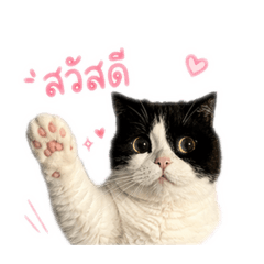 Shobilovelove