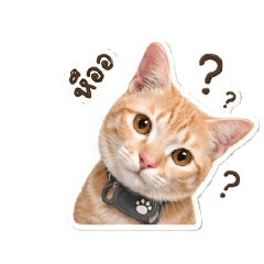 Xiaolong The CAT